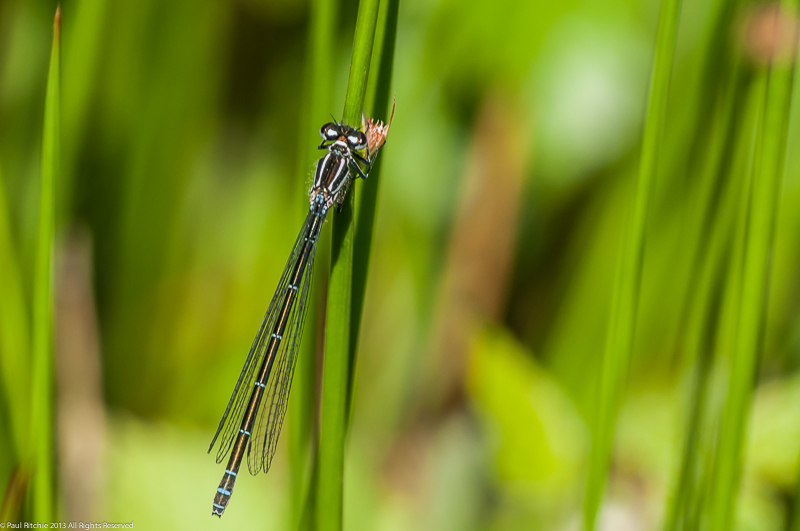 Azure Damselfly - female