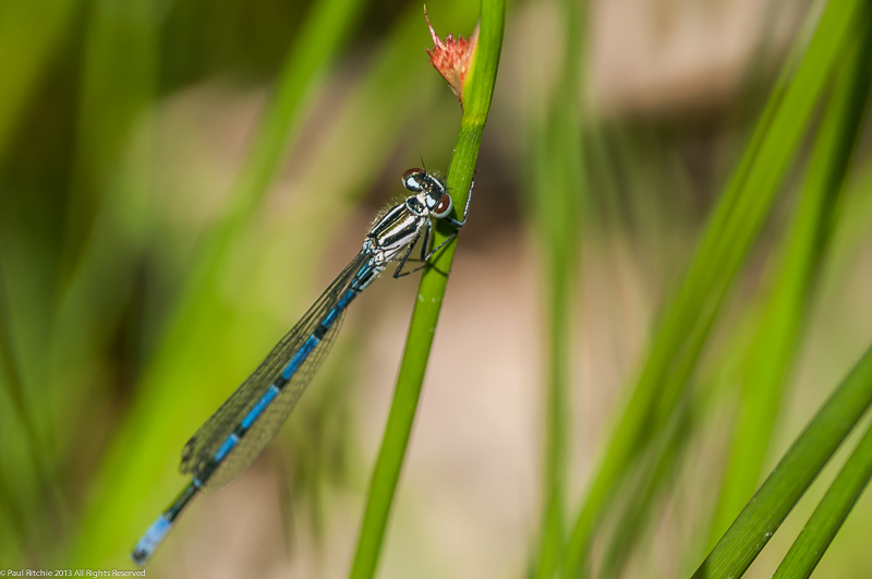 Azure Damselfly - male