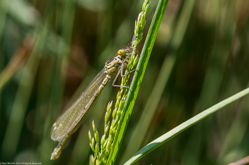 Red-eyed Damselfly - teneral male