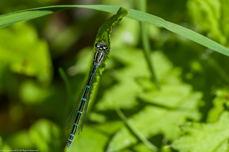 Azure Damselfly - female