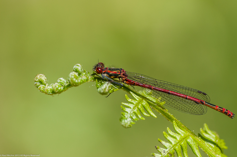 Large Red Damselfly - male