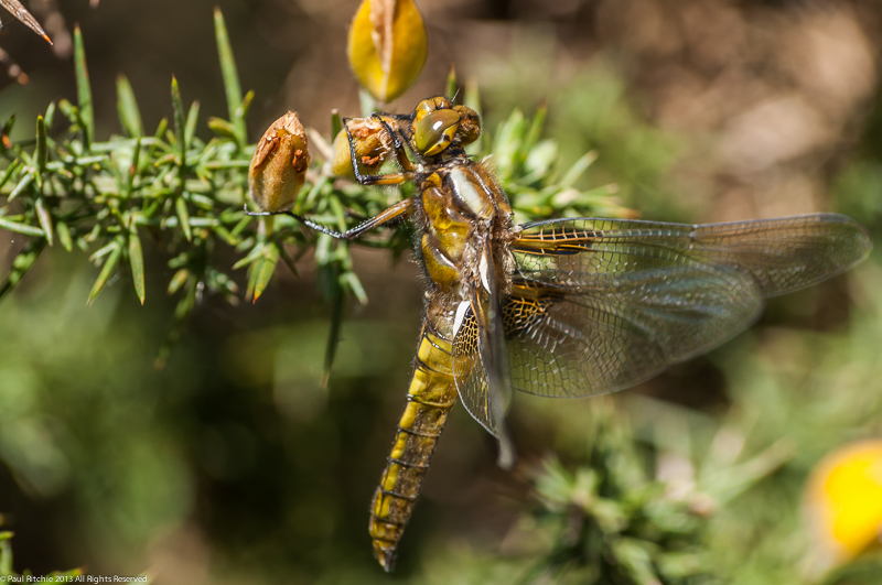Broad-bodied Chaser - Teneral male