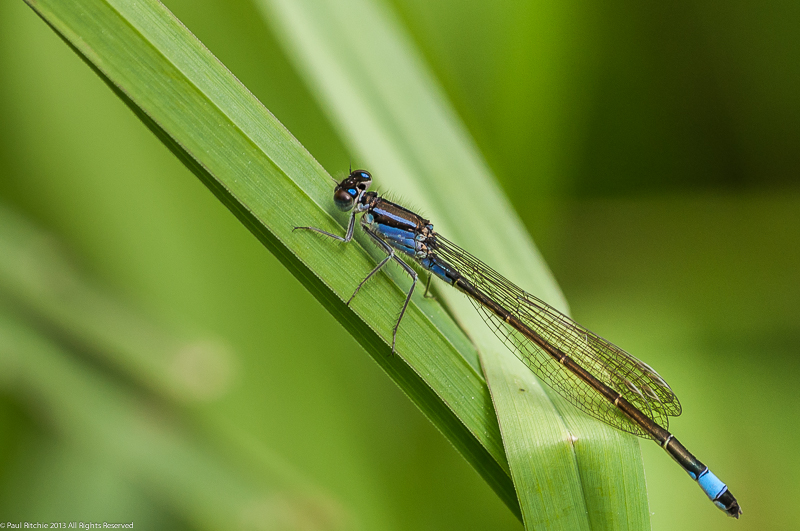 Blue-tailed Damselfly – female violacea form