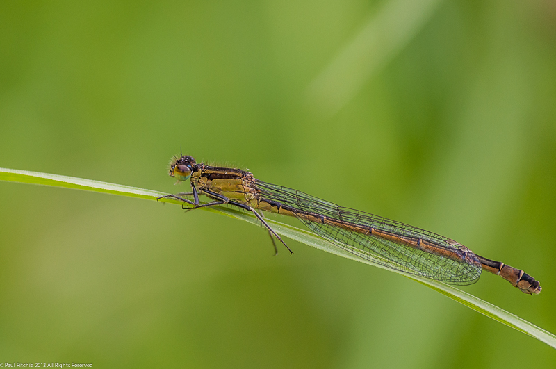 Blue-tailed Damselfly -  infuscans form