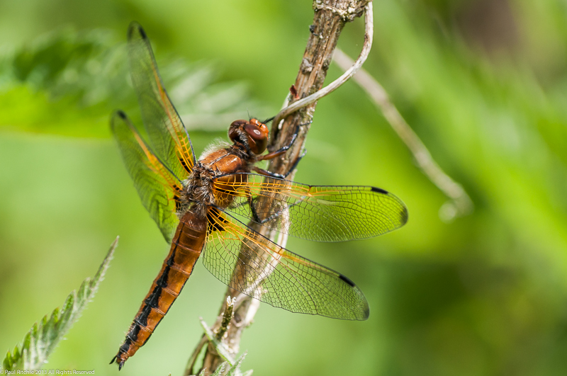 Scarce Chaser - Immature male