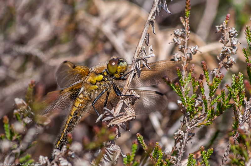 Four-spotted Chaser - Immature female