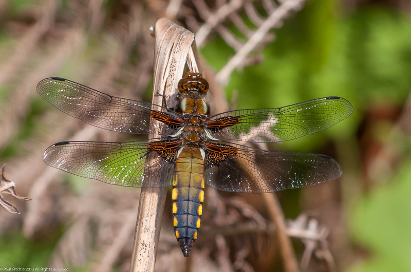 Broad-bodied Chaser - Immature male