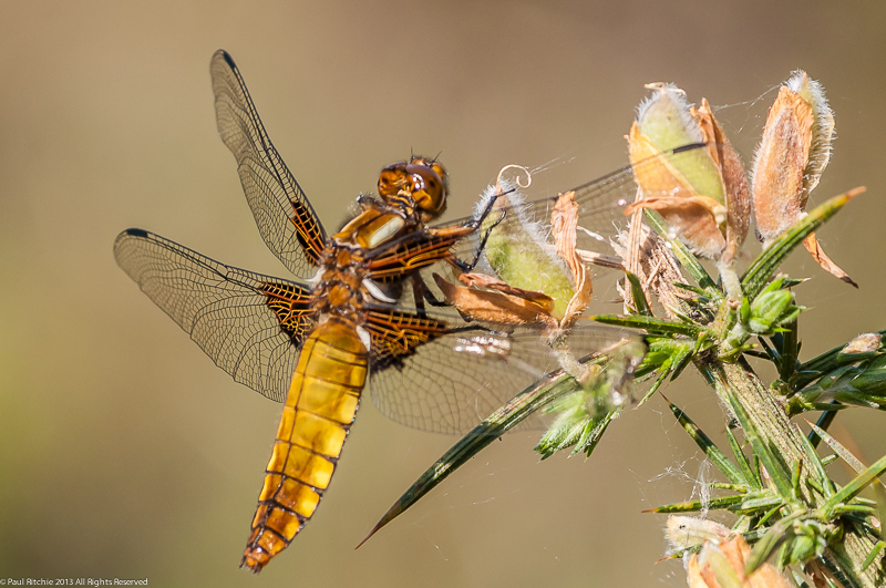 Broad-bodied Chaser - female