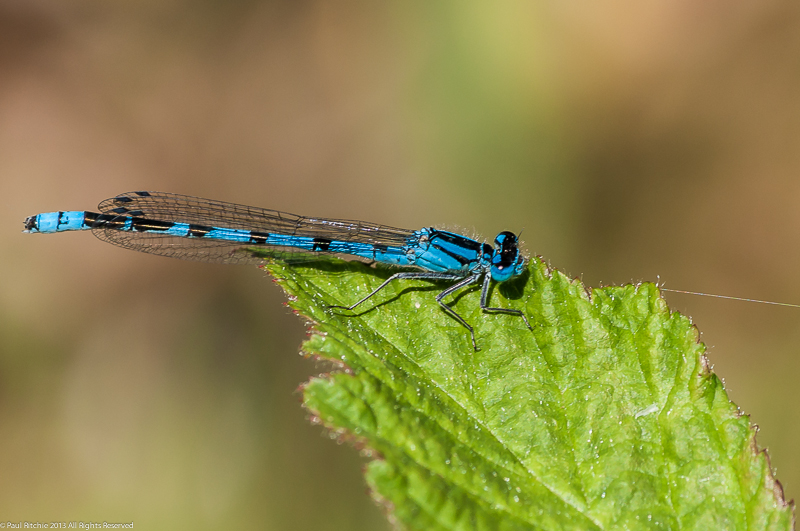 Common Blue Damselfly - male