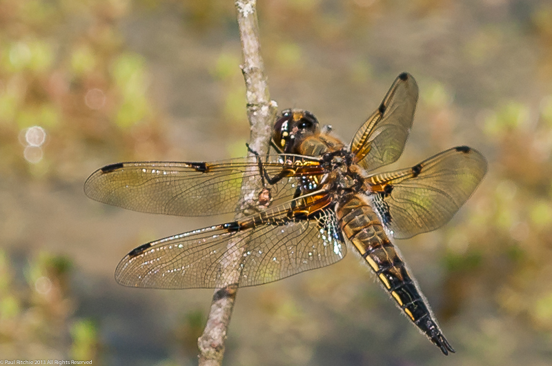 Four-spotted Chaser - male