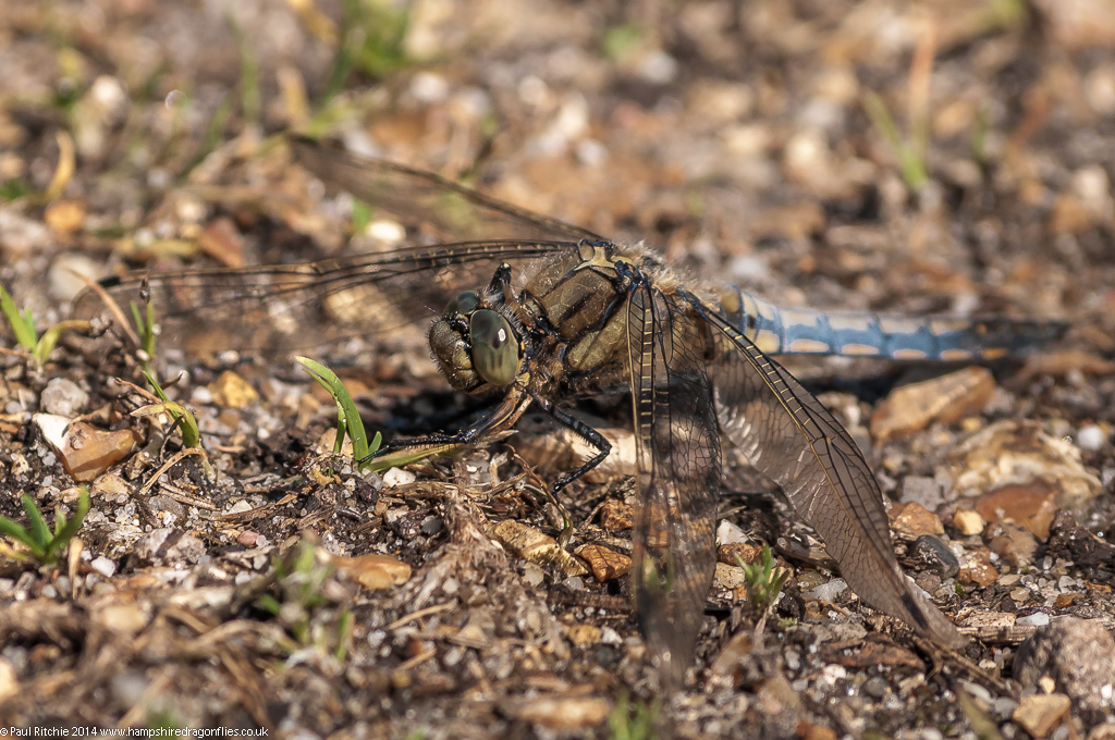 Black-tailed Skimmer - male