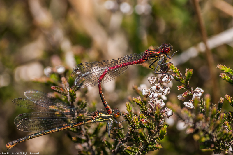 Large Red Damseflies - male & female in tandem