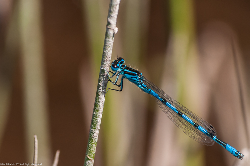 Southern Damselfly - male