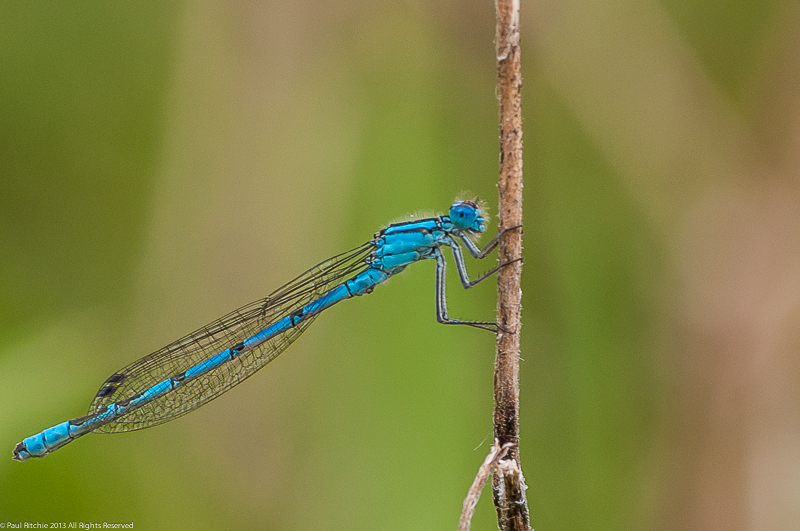 Common Blue Damselfly - male