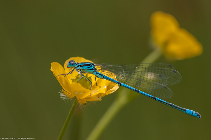 Azure Damselfly - male