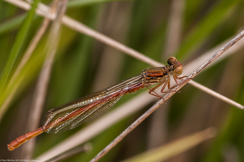 Small Red Damselfly - Teneral male