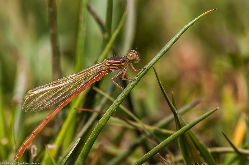 Small Red Damselfly - Teneral male