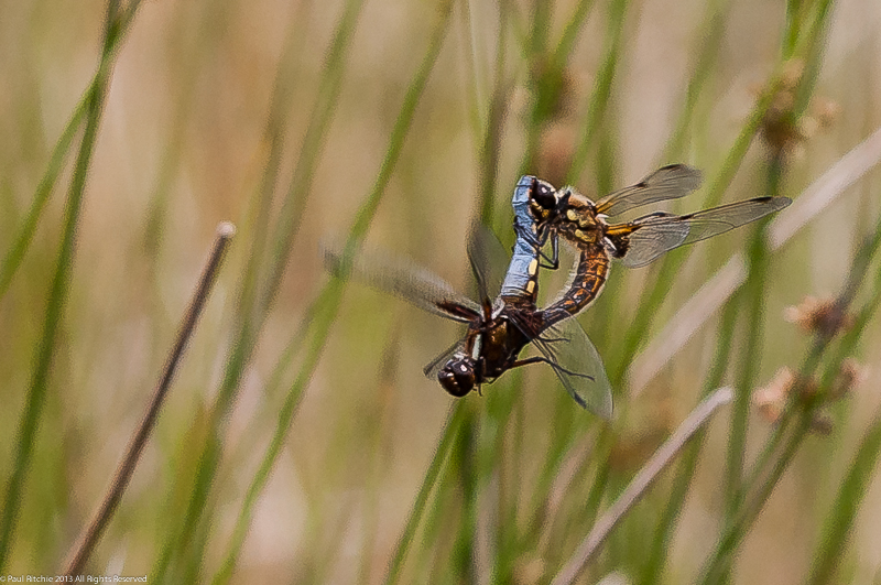Broad-bodied Chasers - Mating pair