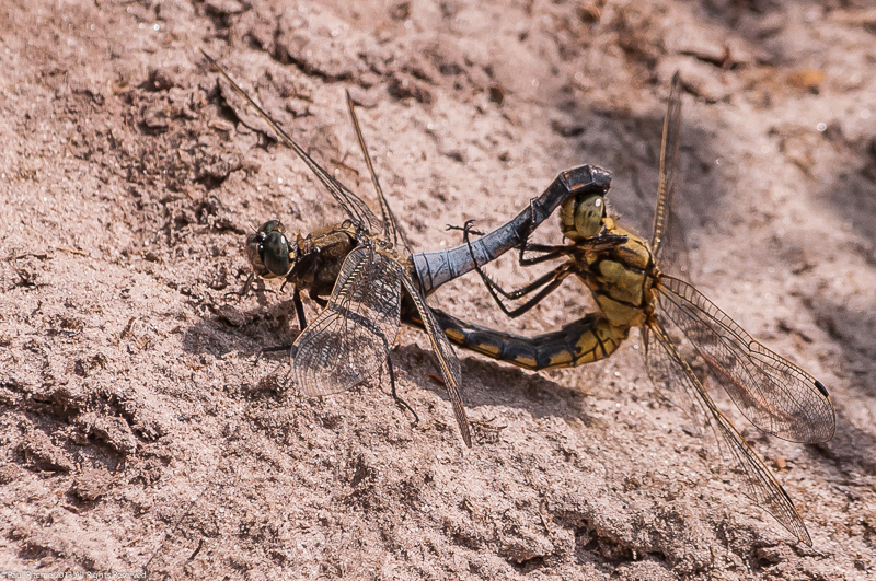 Black-tailed Skimmers - pair in cop