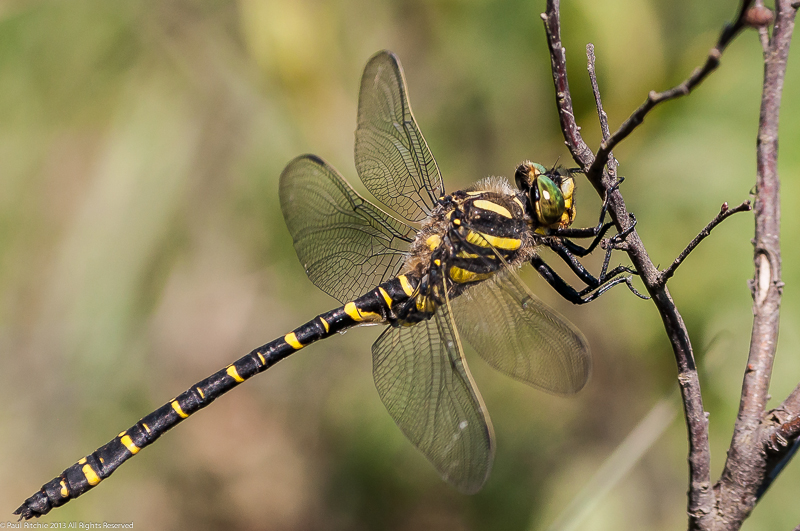 Golden-ringed Dragonfly - male