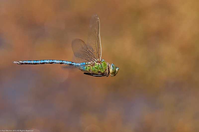 Emperor Dragonfly - male in flight