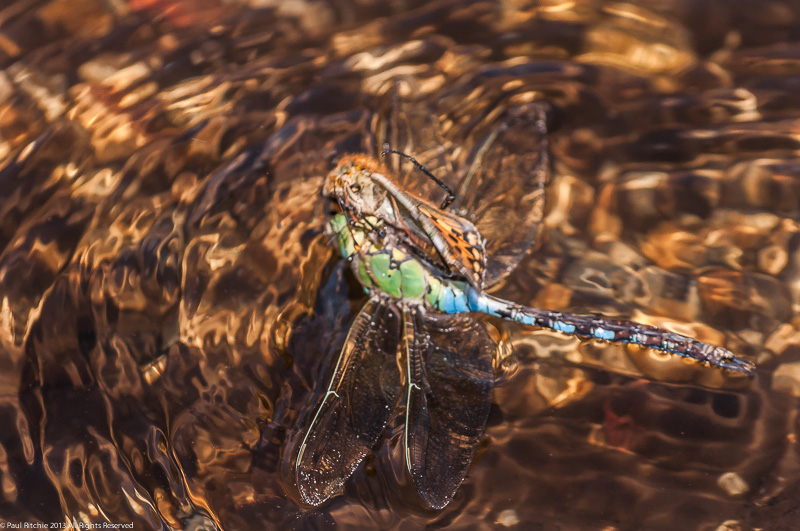 Emperor Dragonfly - male bringing down a Dark Green Fritillary