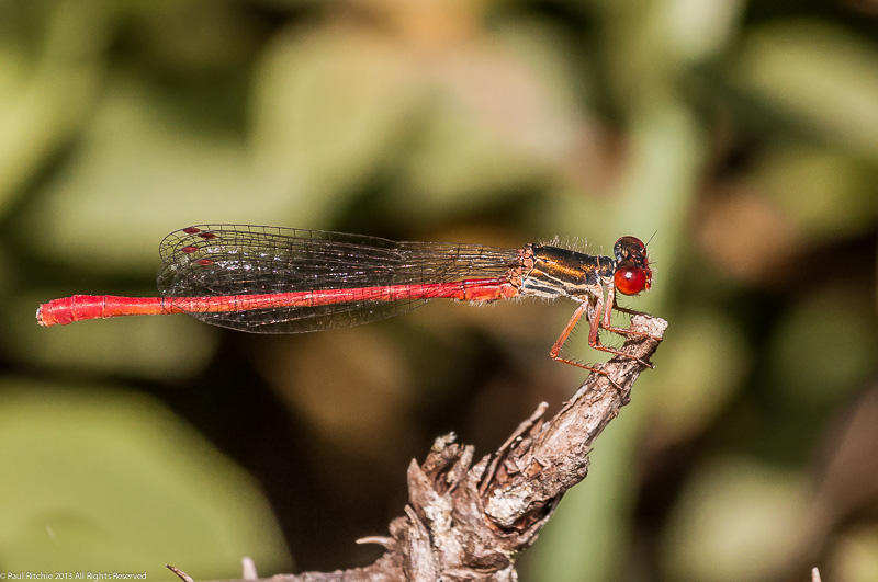 Small Red Damselfly - male