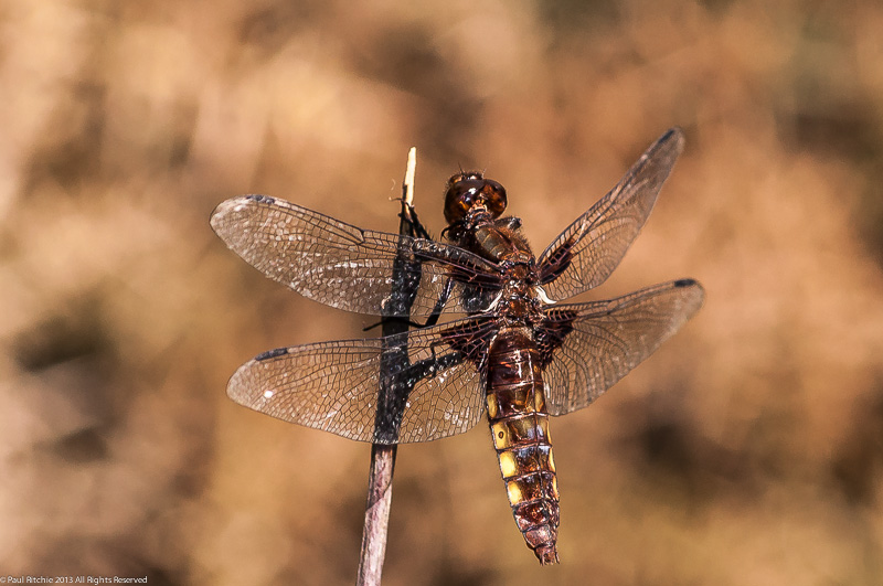 Broad-bodied Chaser - female