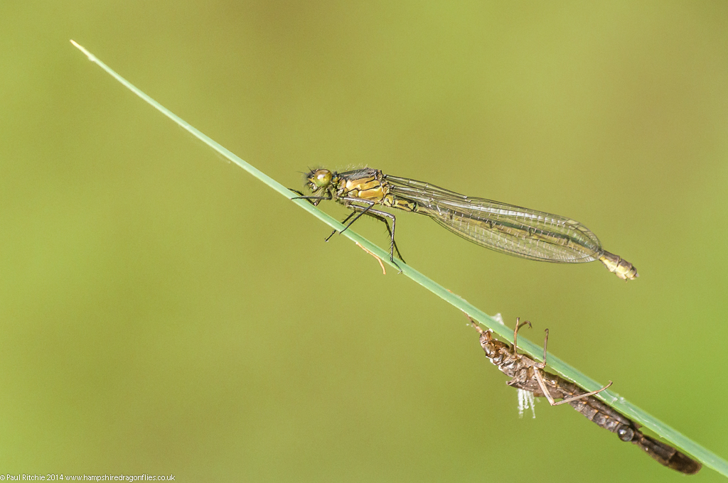Red-eyed Damselfly - female with exuvia