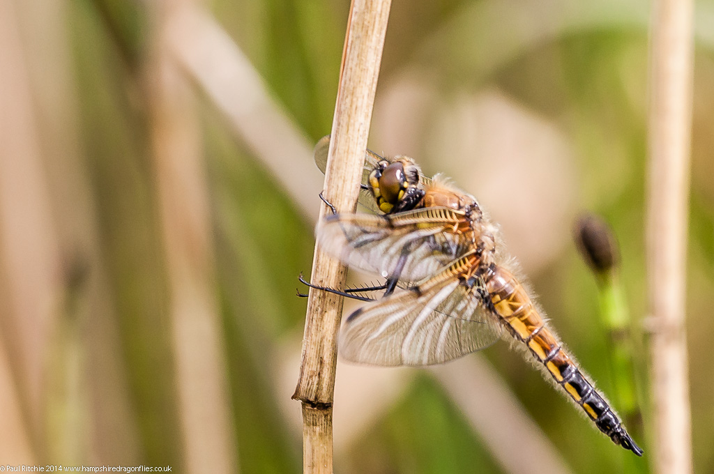 Four-spotted Chaser - teneral male