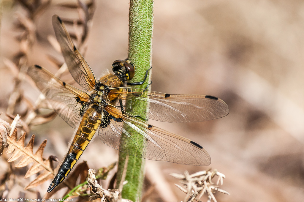 Four-spotted Chaser - immature female
