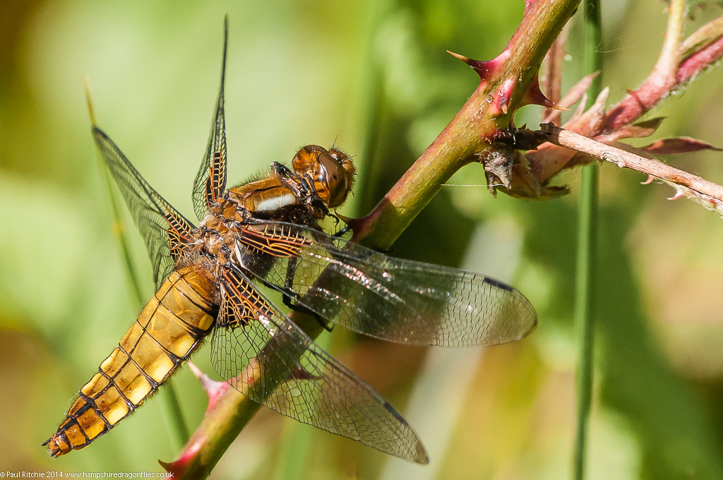 Broad-bodied Chaser - immature female
