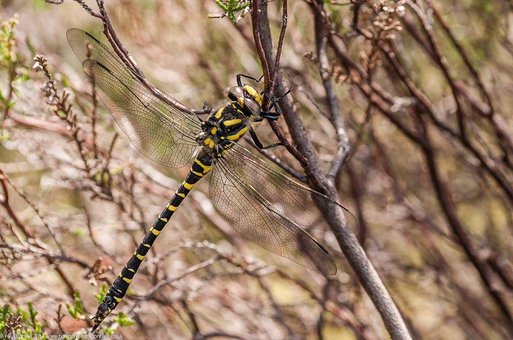 Golden-ringed Dragonfly - immature female
