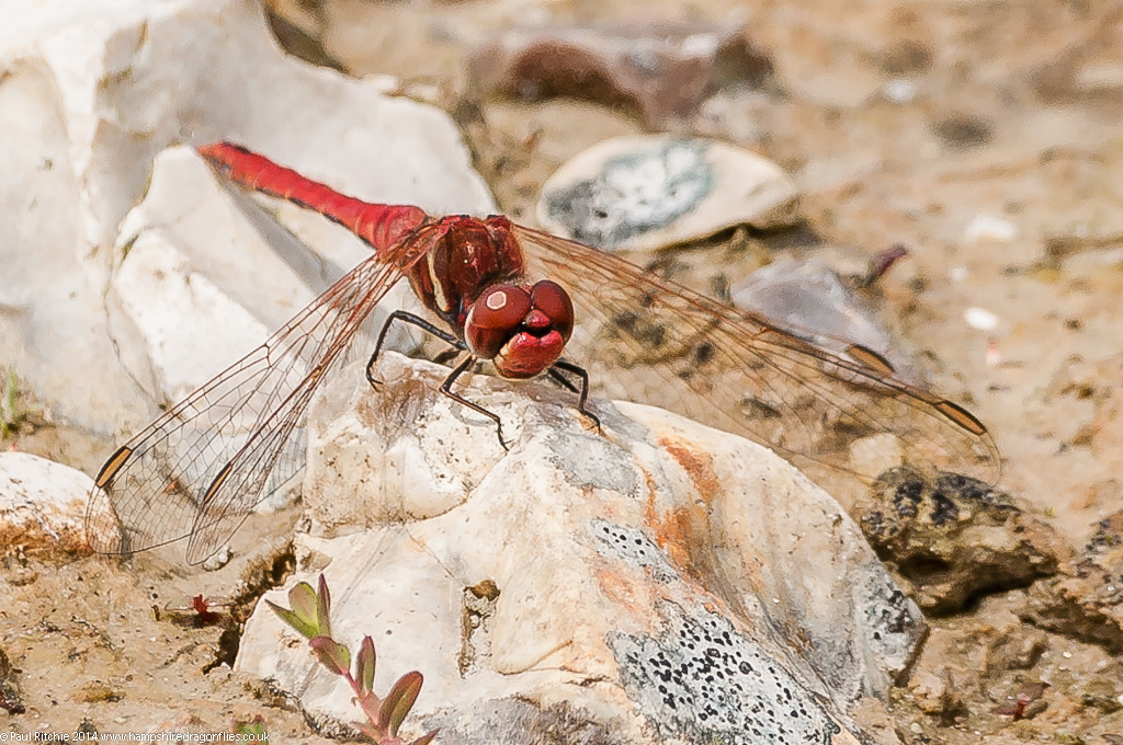 Red-veined Darter - male