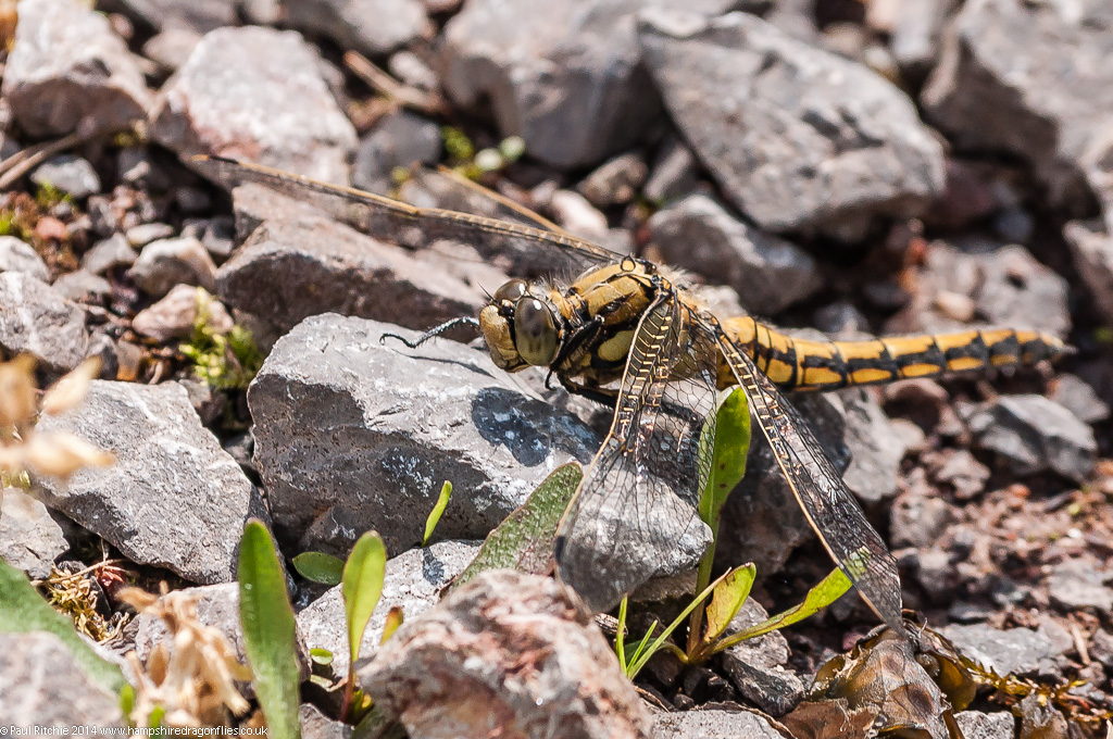 Black-tailed Skimmer - Immature male