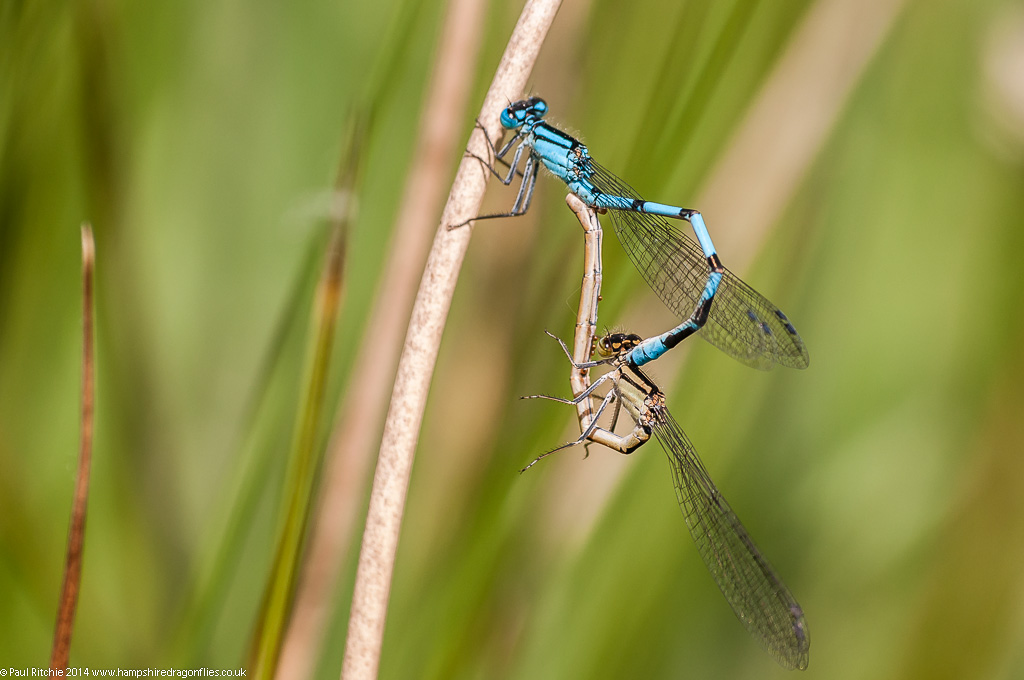 Common Blue Damselflies - mating pair