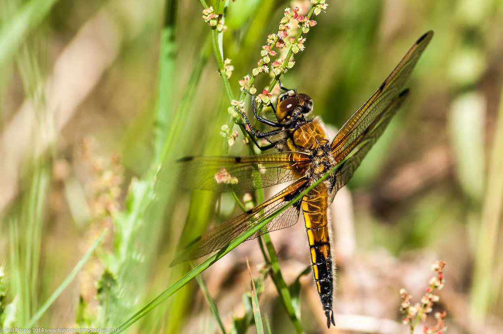 Four-spotted Chaser - Immature male