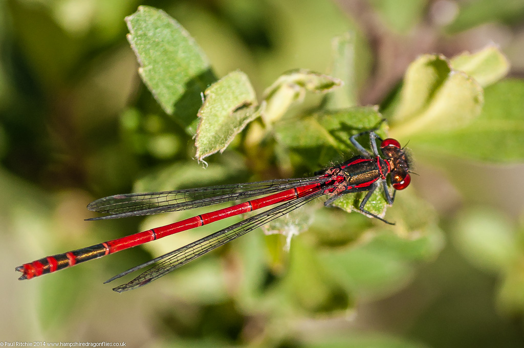 Large Red Damselfly - male