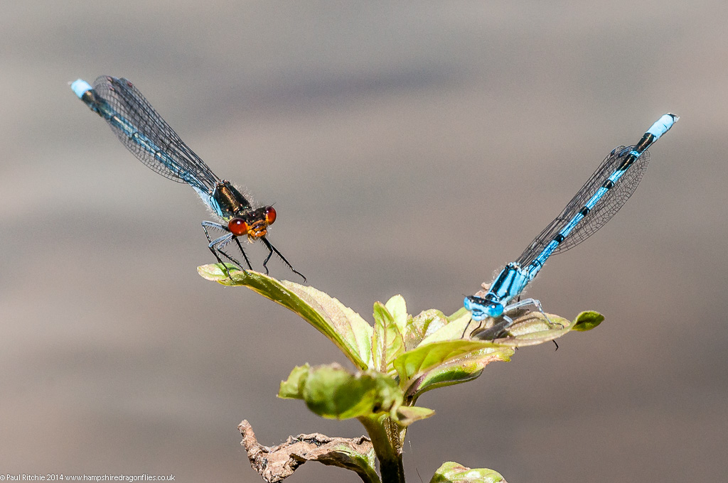 Male Red-eyed and Common Blue Damselflies