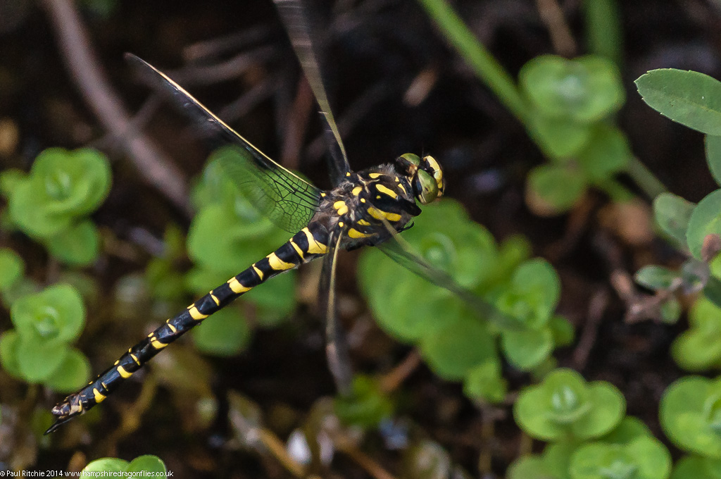 Golden-ringed Dragonfly - female ovipositing