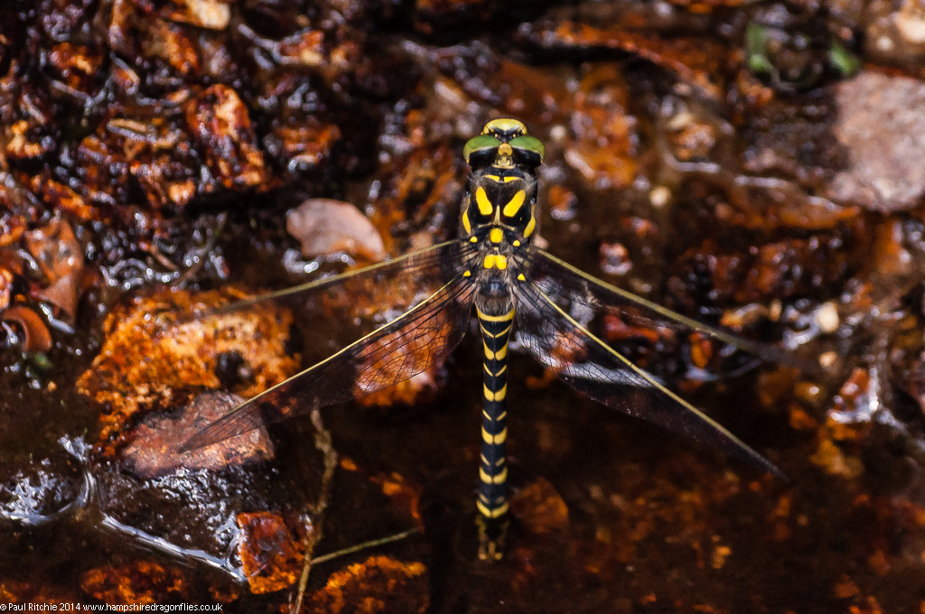 Golden-ringed Dragonfly -  female ovipositing