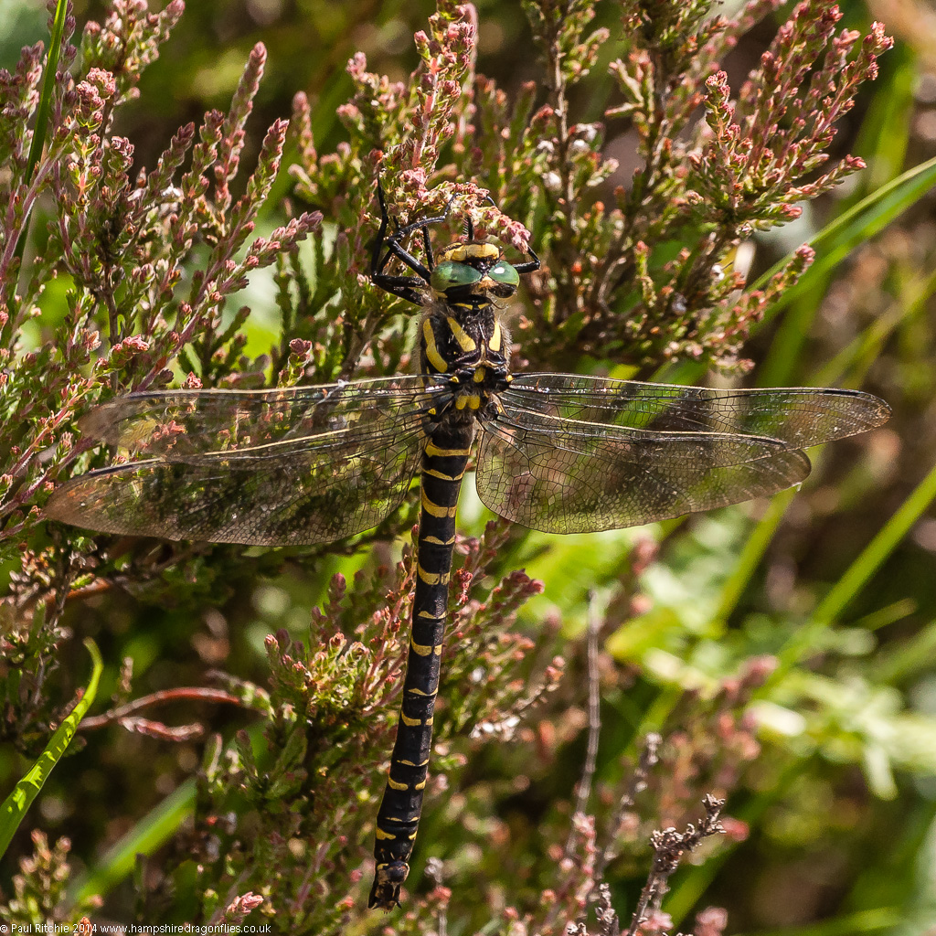 Golden-ringed Dragonfly - female