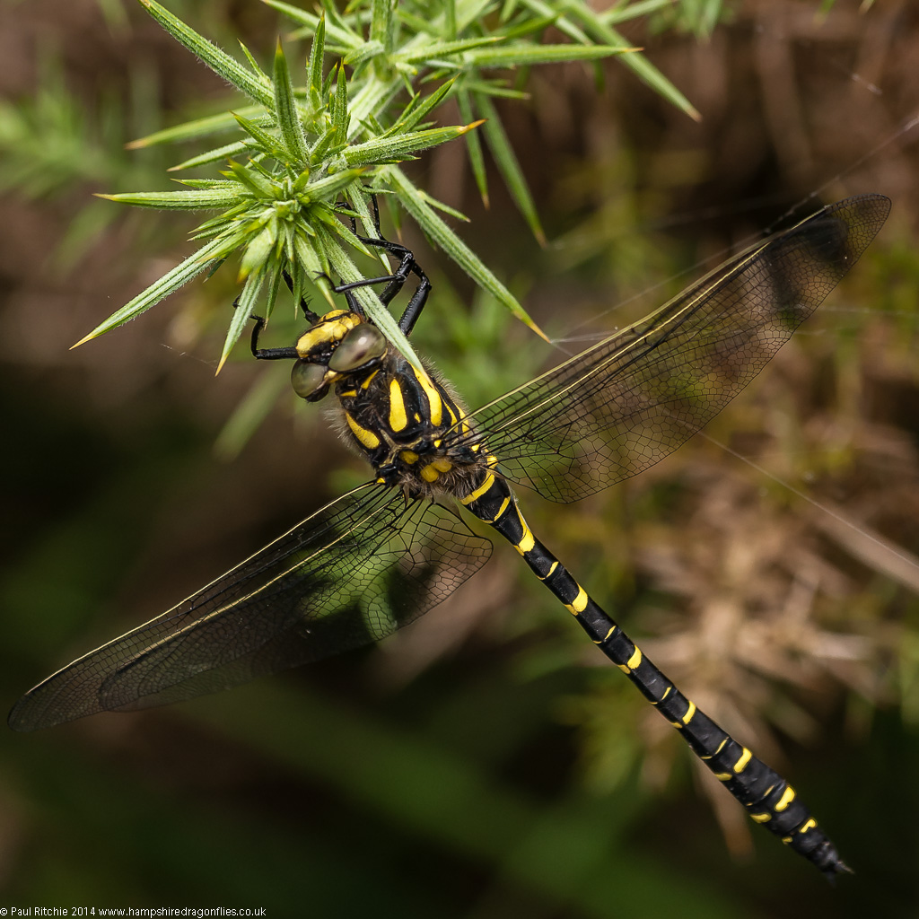 Golden-ringed Dragonfly - female