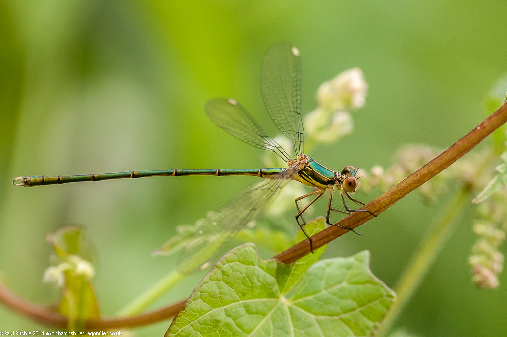Willow Emerald - male
