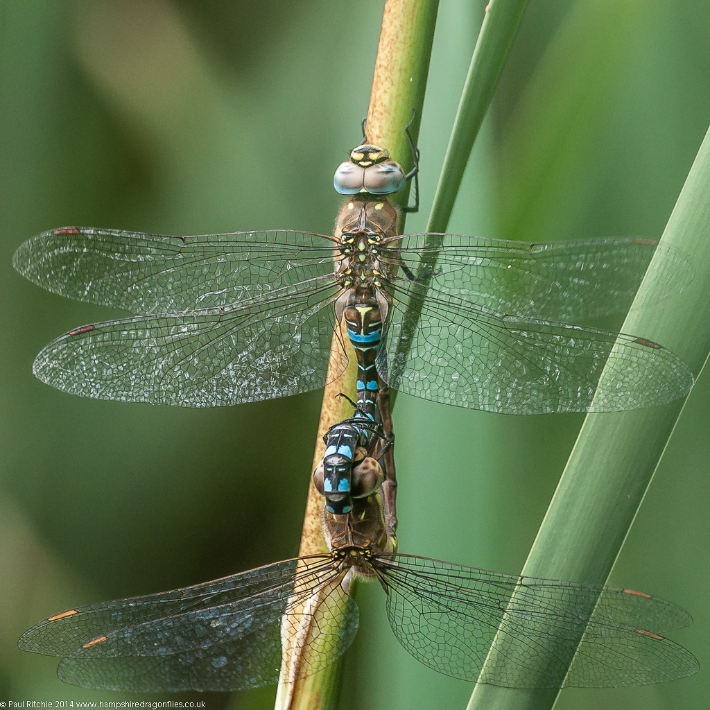 Migrant Hawkers - mating pair