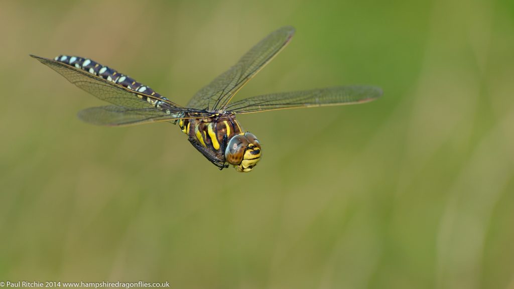 Moorland (Common) Hawker - male