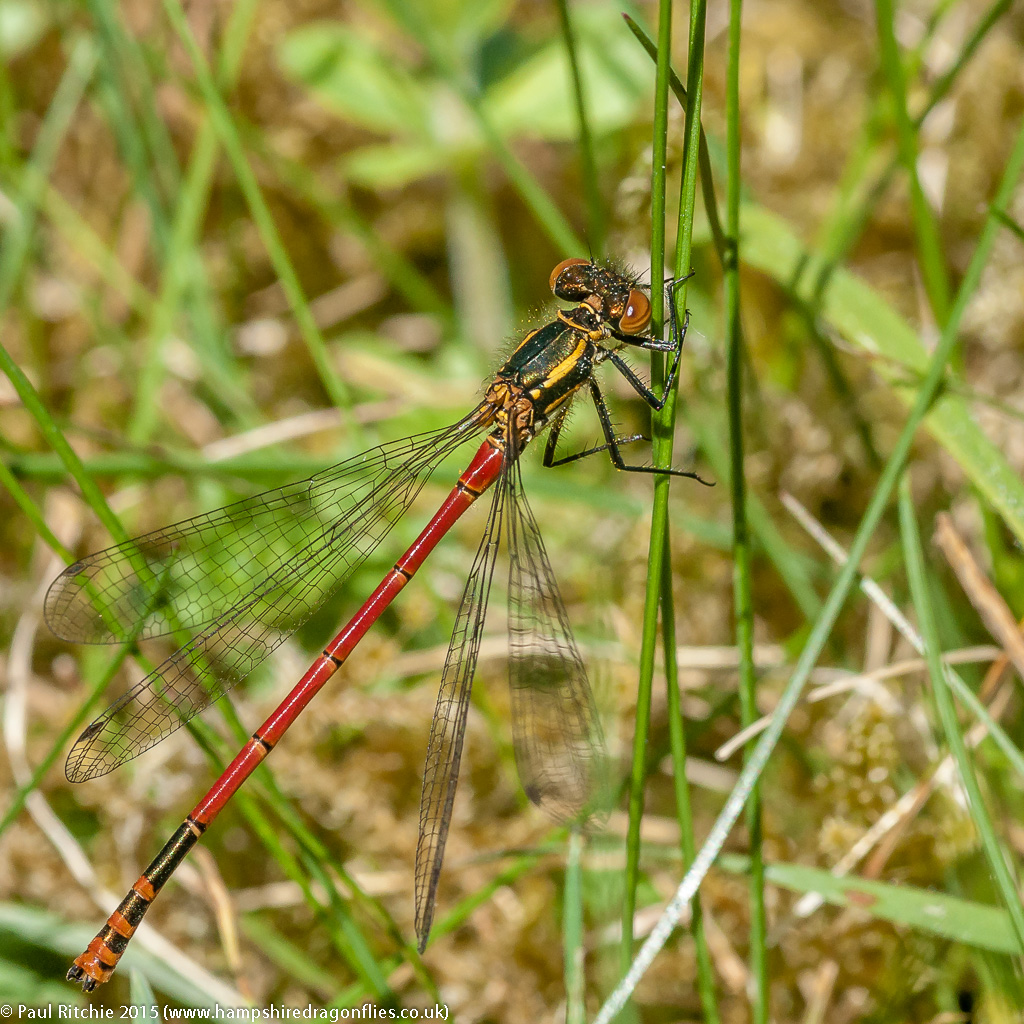 Large Red Damselfly - male