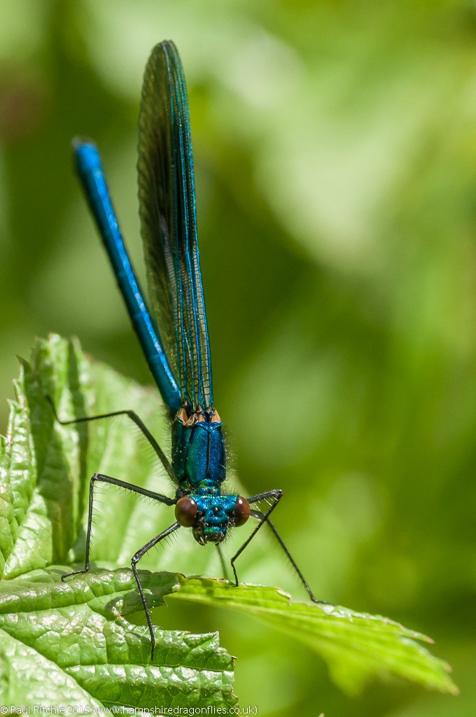 Bandede Demoiselle - immature male