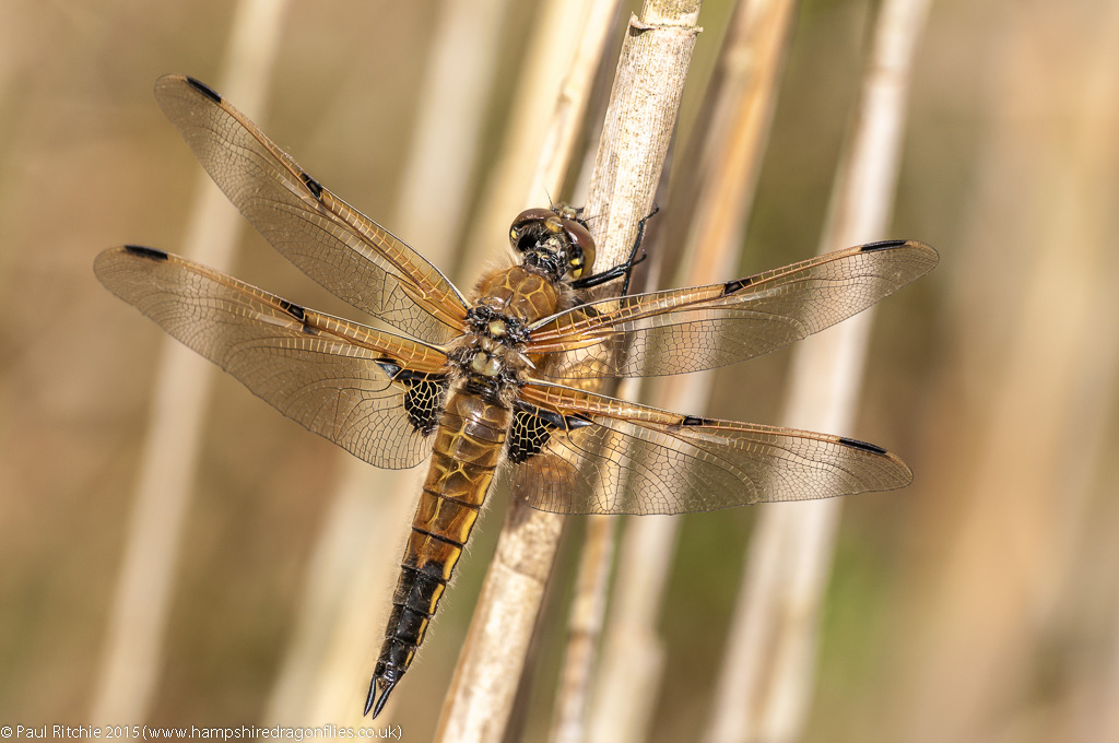 Four-spotted Chaser  - immature female