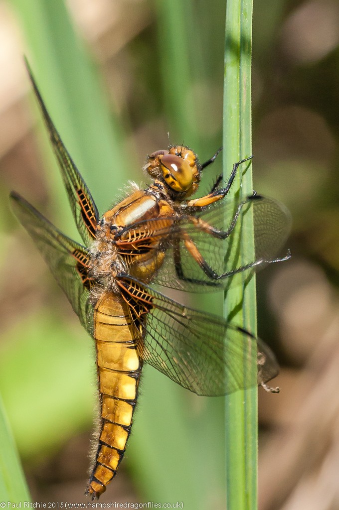 Broad-bodied Chaser - immature female